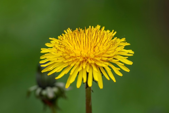 Syrop z mniszka – naturalne wsparcie w codziennej diecie